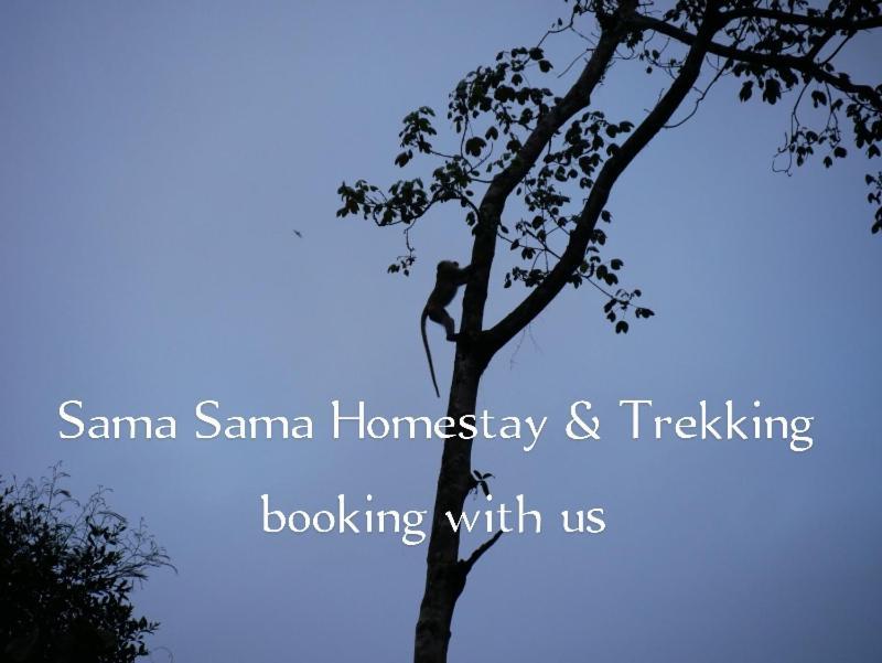 Sama Sama Homestay & Trekking Only Stay Here Book Trekking With Us Bukit Lawang Exterior foto