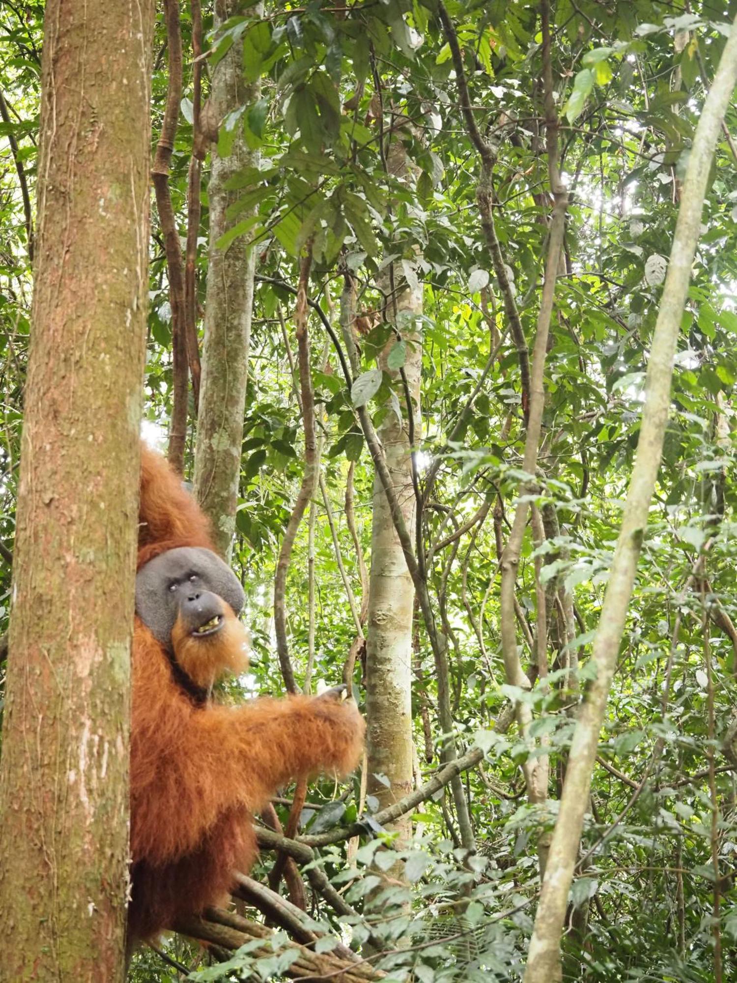 Sama Sama Homestay & Trekking Only Stay Here Book Trekking With Us Bukit Lawang Exterior foto