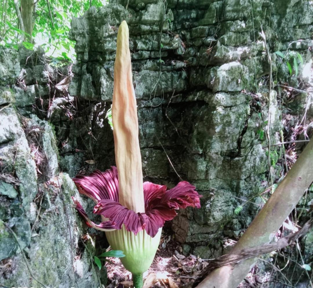 Sama Sama Homestay & Trekking Only Stay Here Book Trekking With Us Bukit Lawang Exterior foto