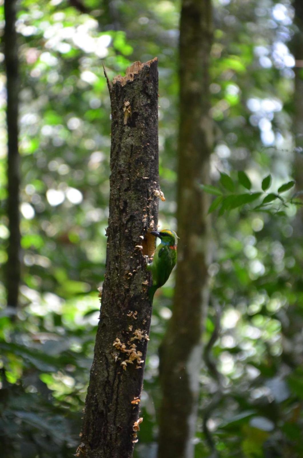 Sama Sama Homestay & Trekking Only Stay Here Book Trekking With Us Bukit Lawang Exterior foto