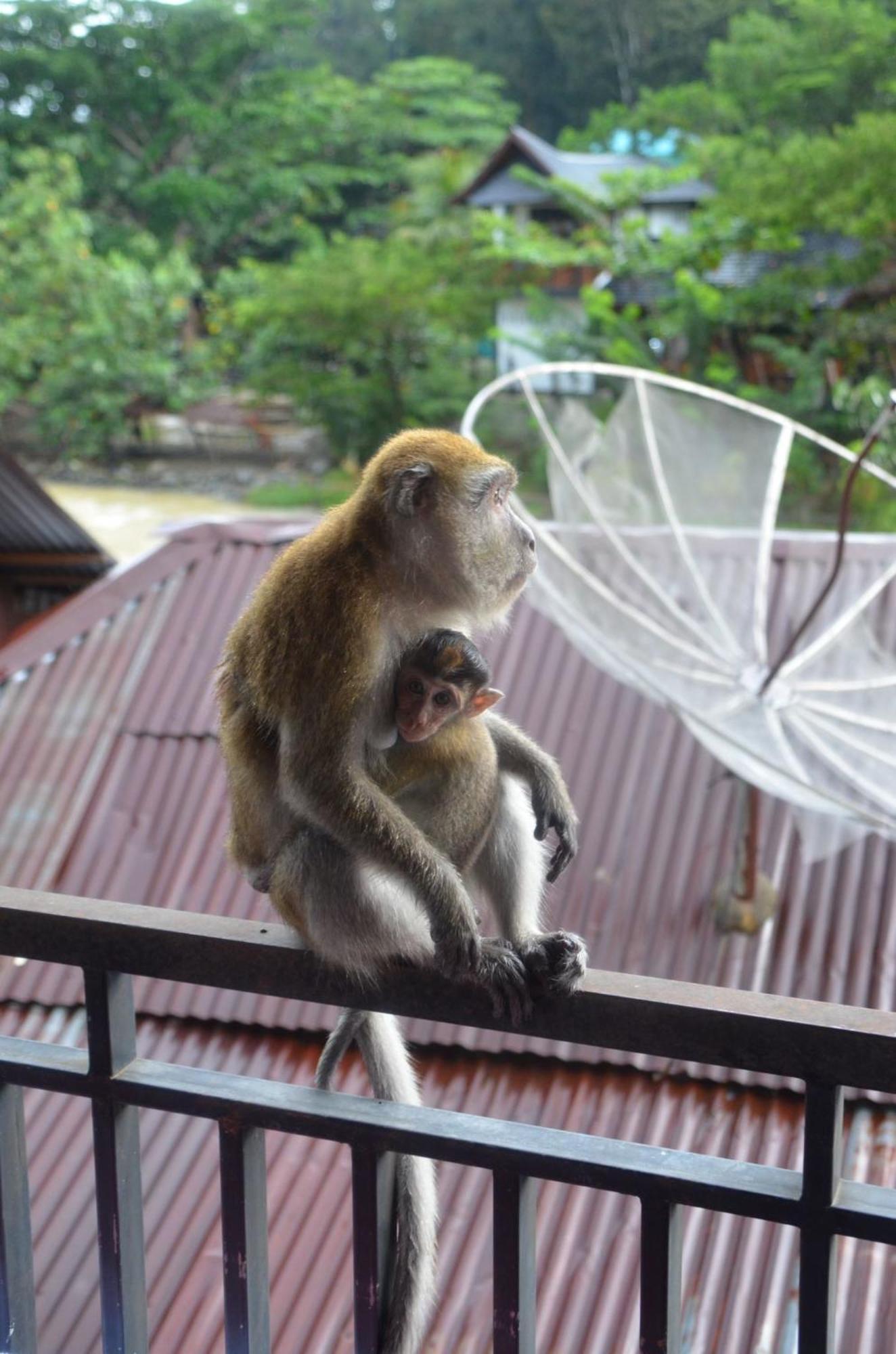 Sama Sama Homestay & Trekking Only Stay Here Book Trekking With Us Bukit Lawang Exterior foto