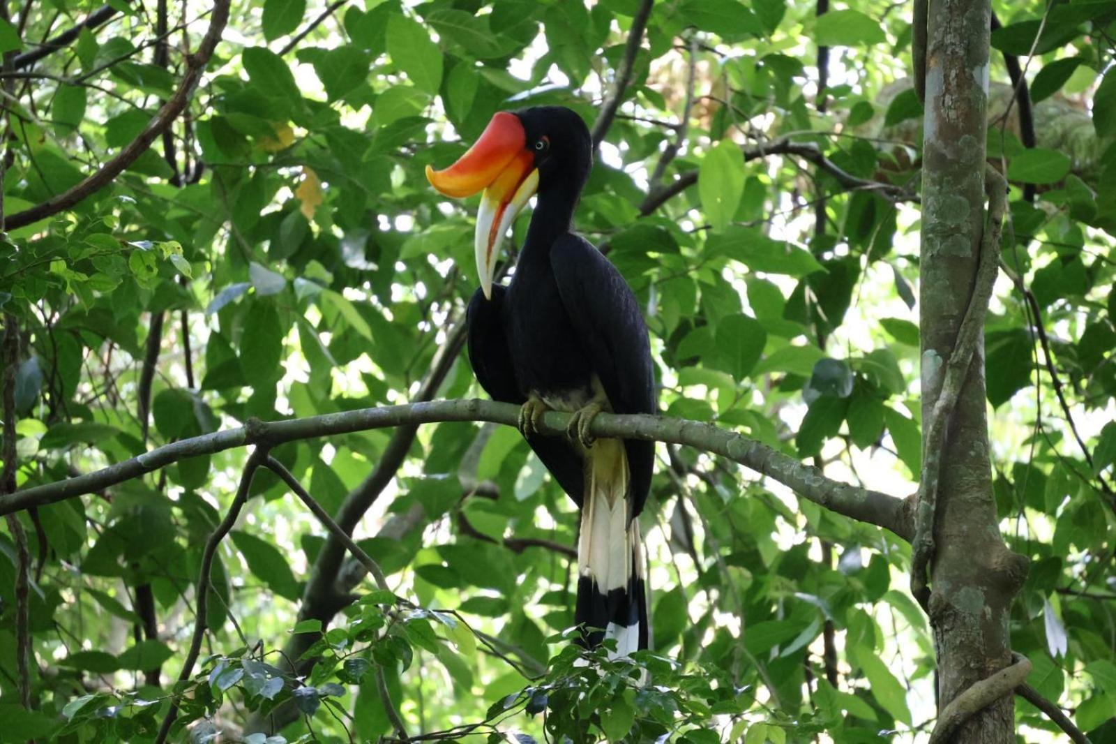 Sama Sama Homestay & Trekking Only Stay Here Book Trekking And Transport With Us Bukit Lawang Exterior foto