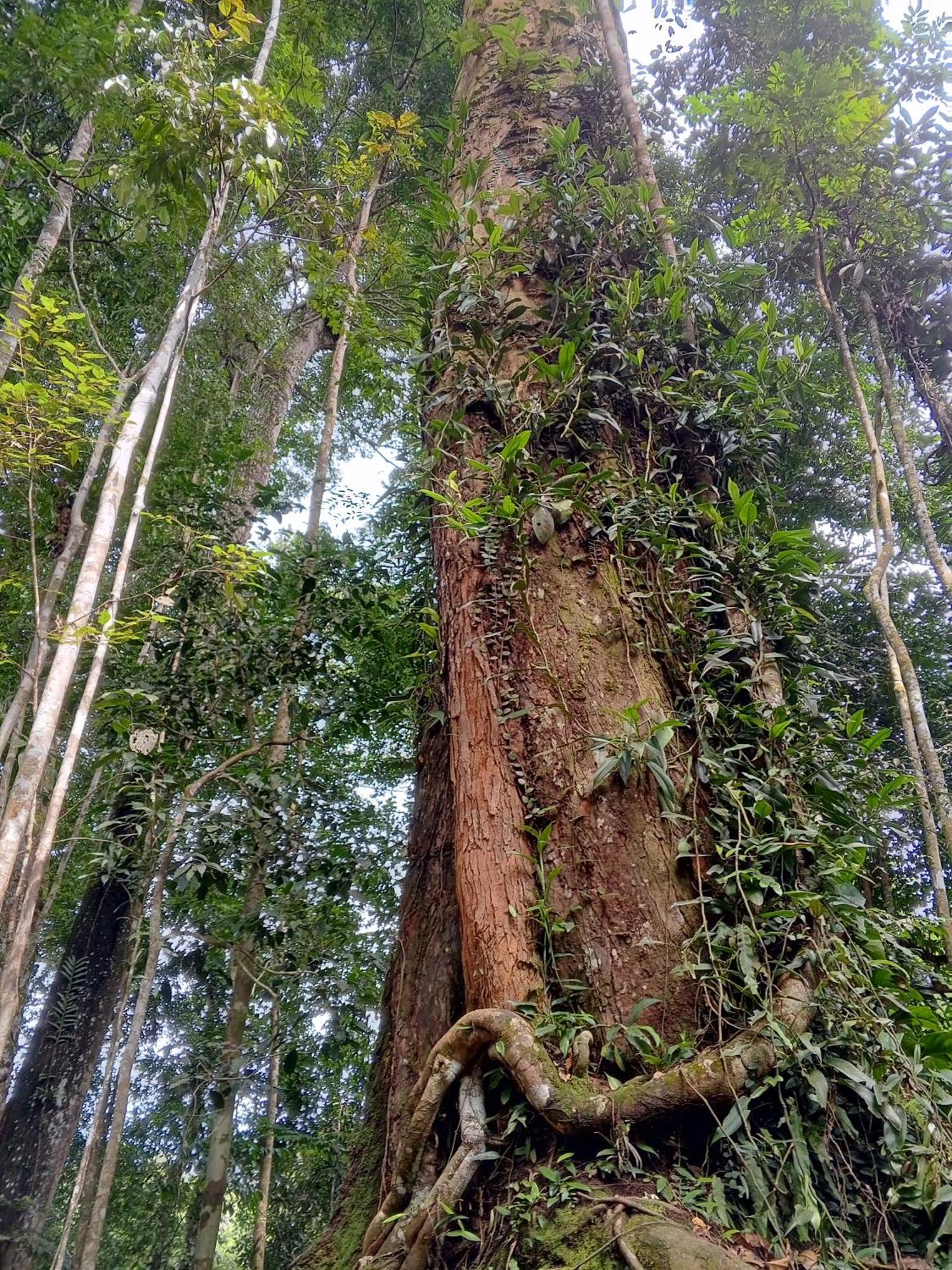 Sama Sama Homestay & Trekking Only Stay Here Book Trekking With Us Bukit Lawang Exterior foto