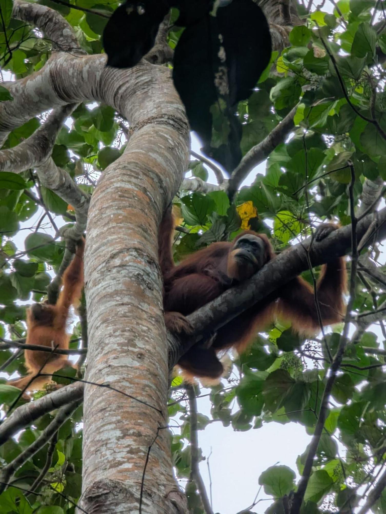 Sama Sama Homestay & Trekking Only Stay Here Book Trekking With Us Bukit Lawang Exterior foto