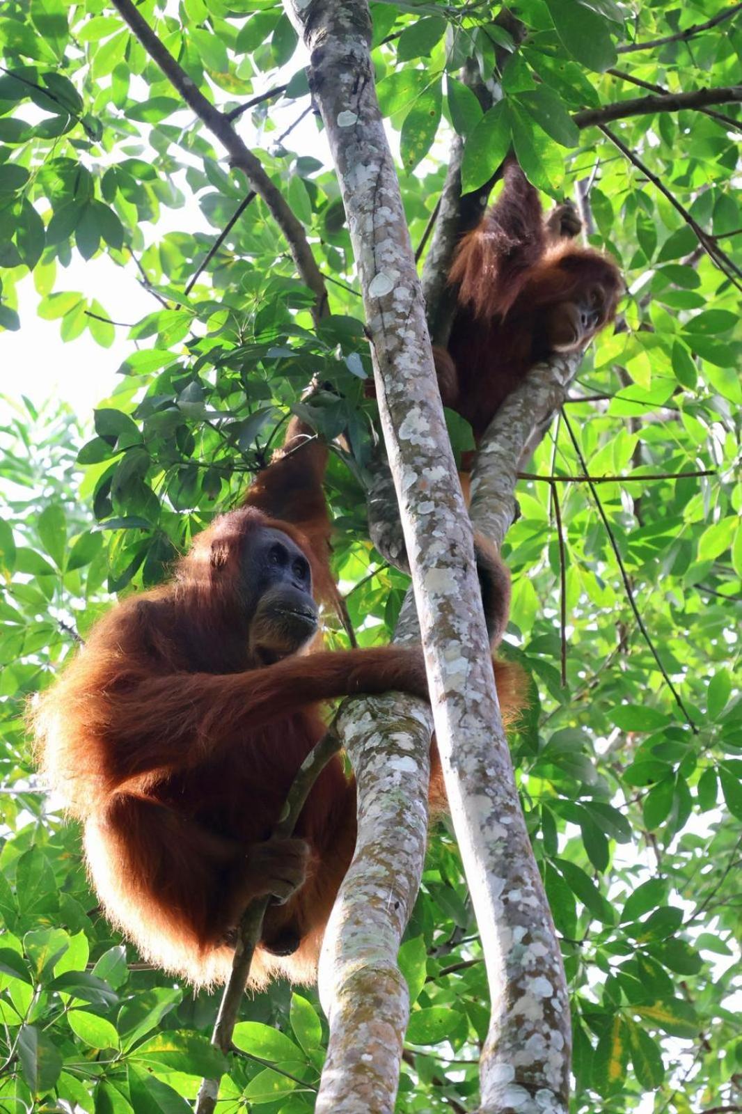 Sama Sama Homestay & Trekking Only Stay Here Book Trekking With Us Bukit Lawang Exterior foto